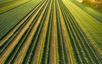 Creciendo desde el territorio: talento, mayor dimensión y tecnología para fortalecer el sector agroalimentario en Castilla y León
